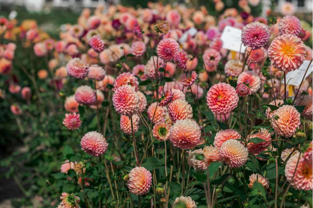 Dahlia 'Linda's Baby'